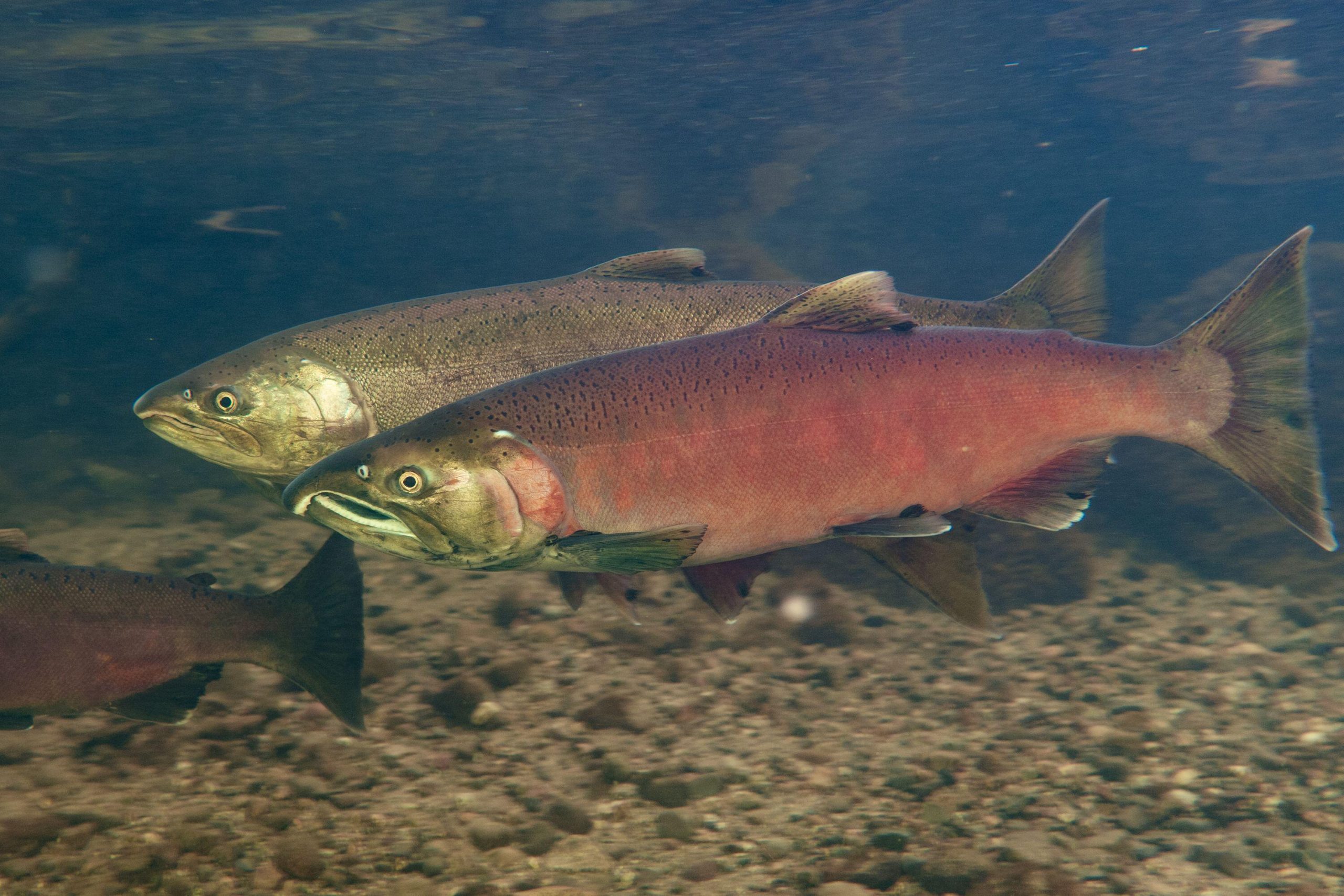 Male and female coho salmon in a shallow creek in Metro Vancouver ...